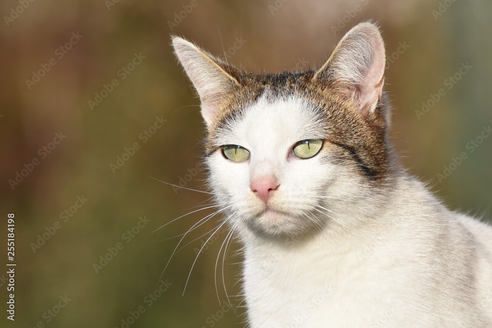 Portrait of the white young cat Portrait of the white young cat
