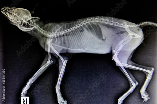 X-ray images of wild animal photo