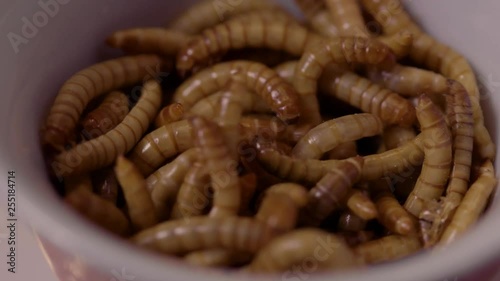 Macro rack focus to a bowl of live mealworms photo