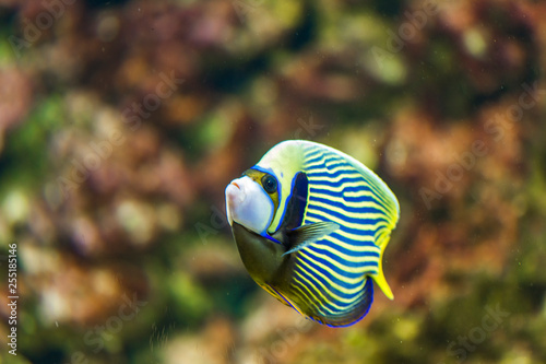 Angelfish in the water photo