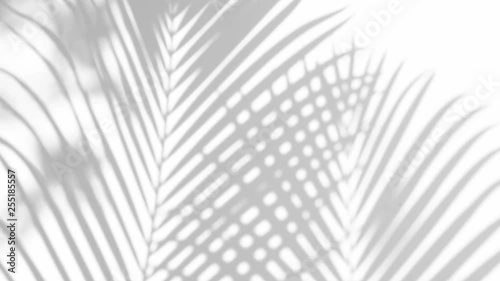 closeup the motion of shadow palm leaves on a white wall background. 4k