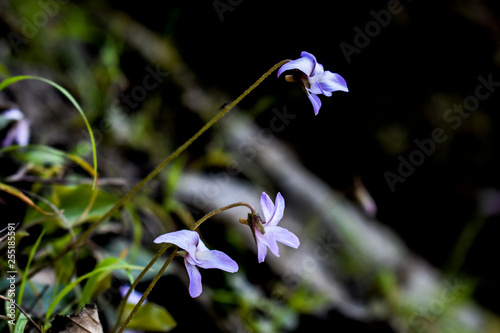 Wild Viola biflora growing at the Wilderness Orchard and botanical gardens in Uttarakhand. This plant's roots are the source of the Indian ayurvedic medicine known as banafsha. These violets grow wild photo