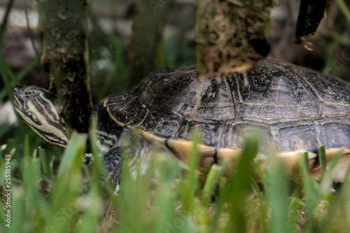 Close up of a turtle or tortoise hidden under the green plants