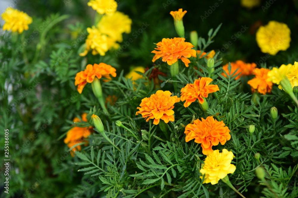beautiful flowers and green leaves.Green leaves with beautiful sunlight Used as a background image. beautiful flowers and green leaves.Green leaves with beautiful sunlight Used as a background image.