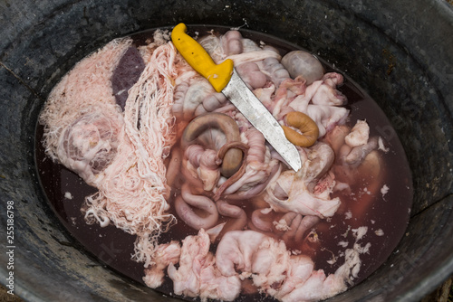 House slaughter of a pig, cleaning the intestines photo