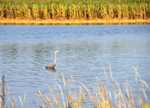 Blue Heron in Pond