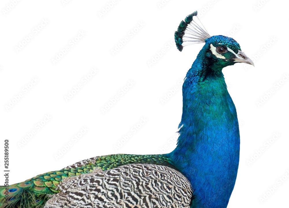 Naklejka premium Beautiful peacock head