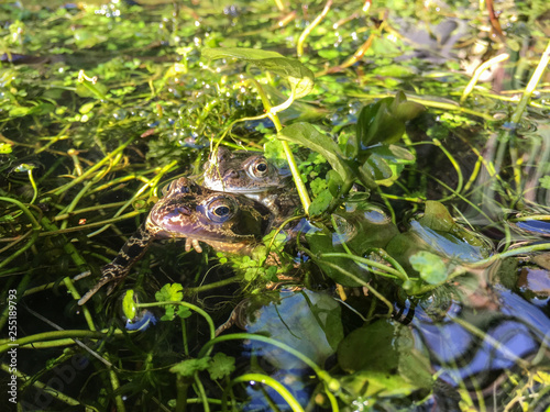 frogs mating in a pond photo