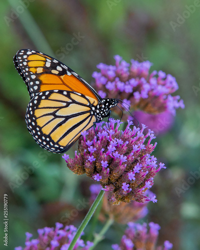 Summer Monarch © Matt Gibson