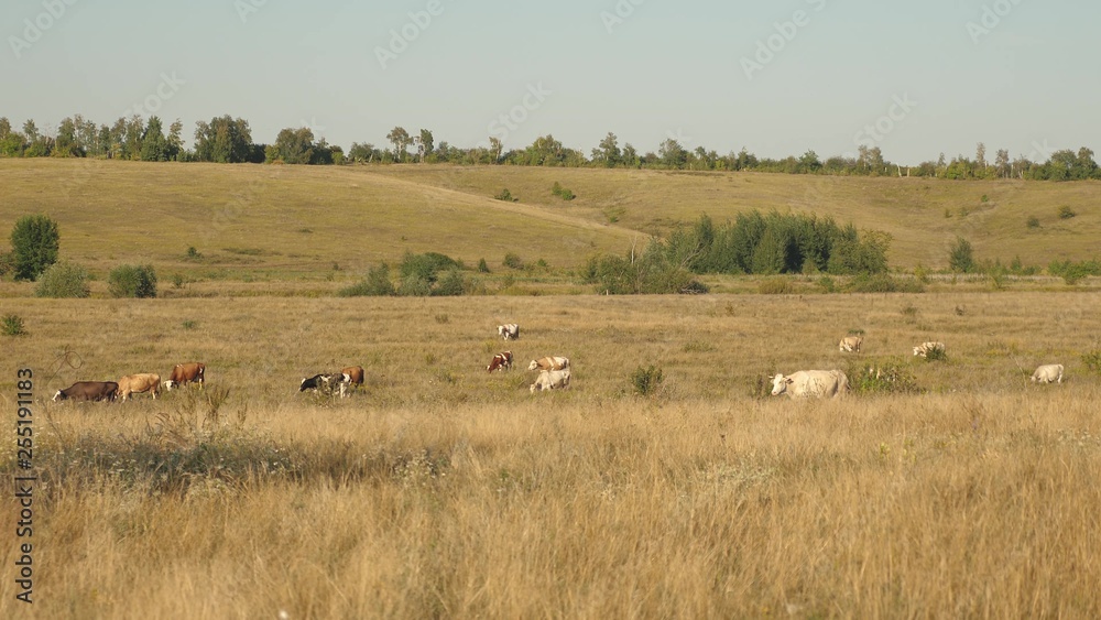 Cows graze on pasture. Dairy business concept. concept of organic cattle breeding in agriculture.
