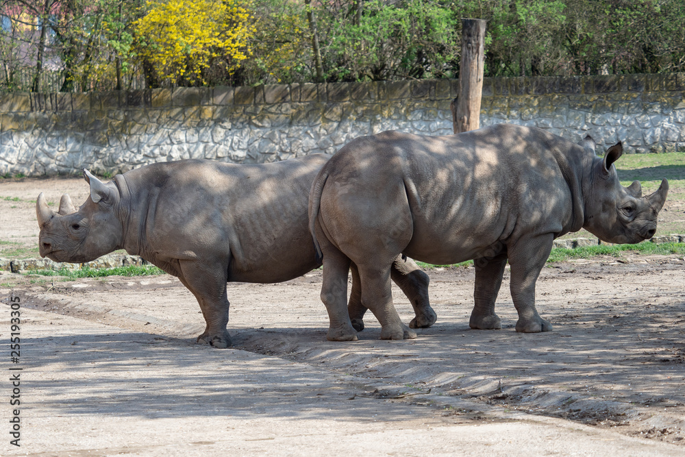 Big eastern black rhinoceros, Diceros bicornis michaeli Big eastern black rhinoceros, Diceros bicornis michaeli