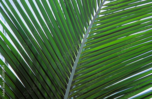 palmenblatt zweig.