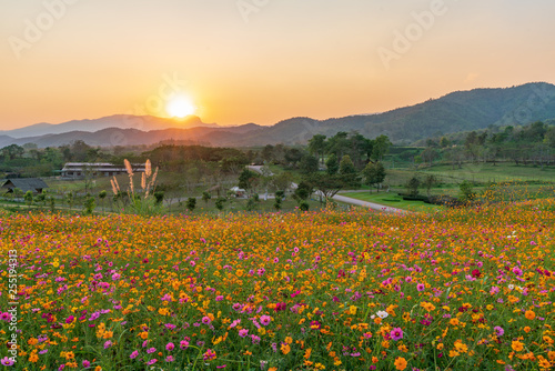 花畑と夕日