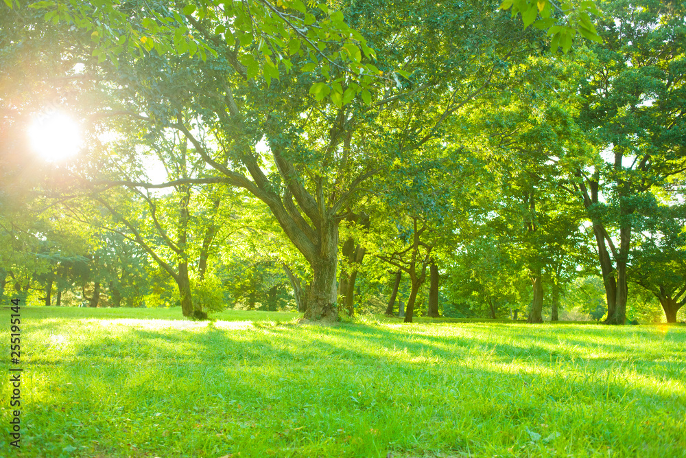 Naklejka premium sunshine garden