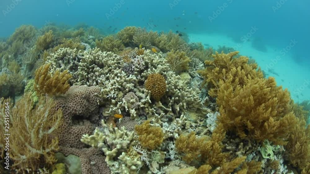Healthy coral reef in remote part of Papua New Guinea Healthy coral reef in remote part of Papua New Guinea