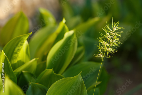 juicy grass and leaves taken off a large plateau