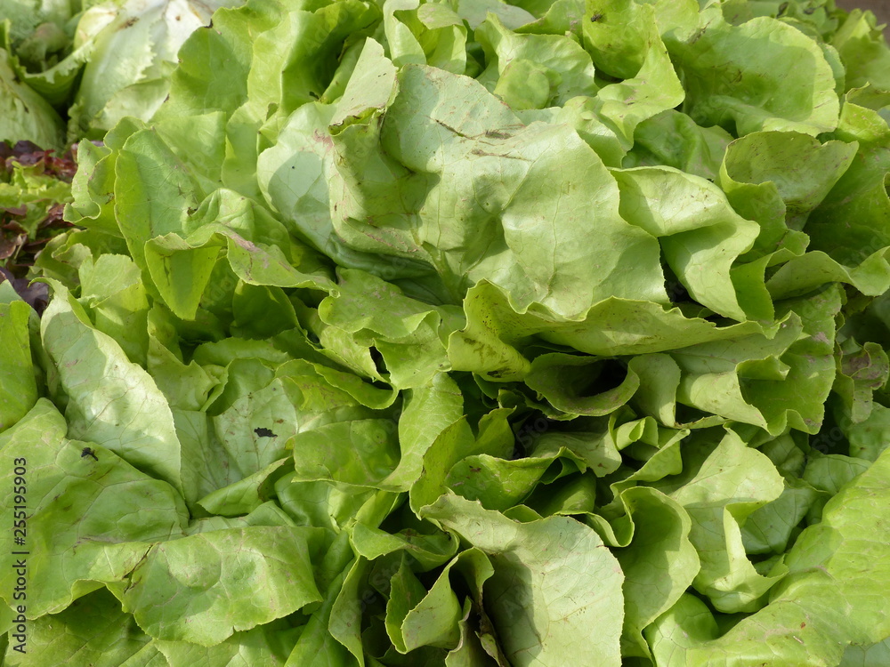 Grüner Kopfsalat Grüner Kopfsalat