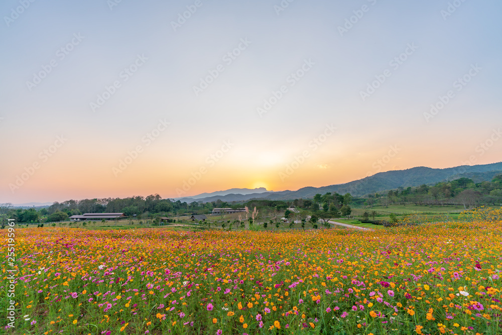 花畑と夕日