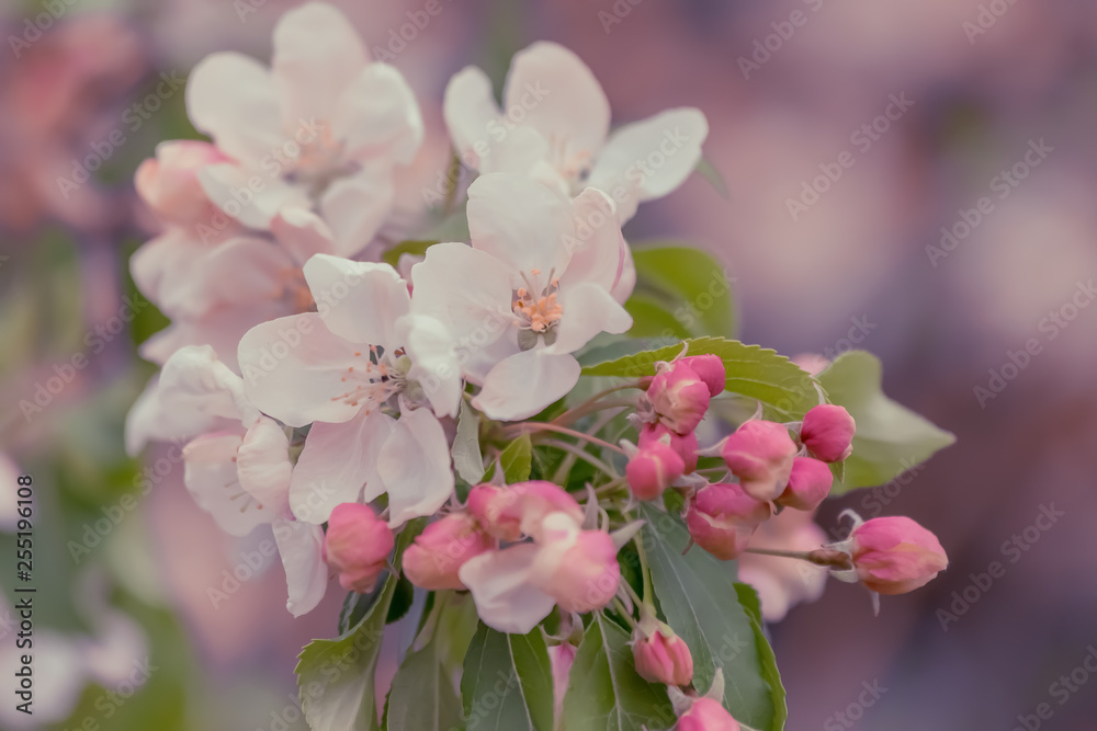 Art photography. Blossoming apple tree in a orchard. Blurry backdrop with pink buds and white flowers in springtime. Toned image doesn’t in focus. Bokeh.