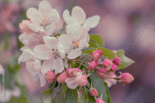 Art photography. Blossoming apple tree in a orchard. Blurry backdrop with pink buds and white flowers in springtime. Toned image doesn   t in focus. Bokeh.