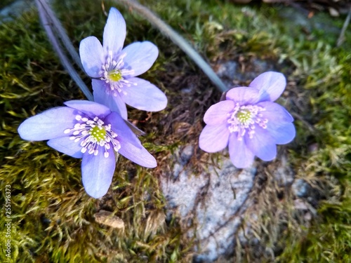 First spring flowers blooming in the garden close up