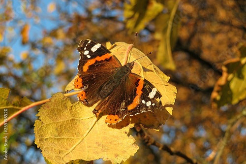 Admiral butterfly on yellow leaf in autumn garden, closeup