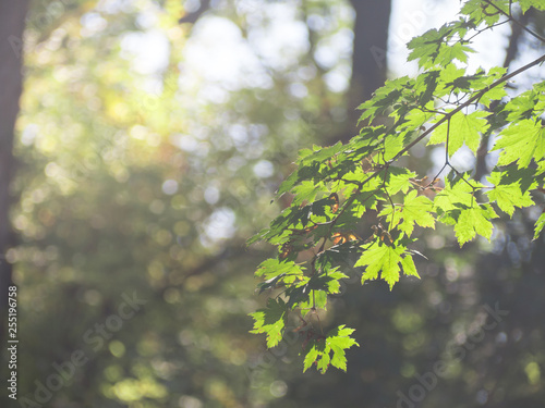 Green color of maple leaves in the spring of morning with fog