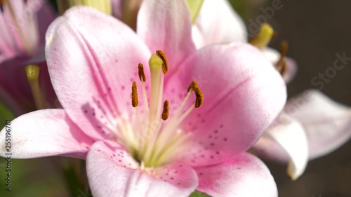 Pink garden lily blooms in the summer garden. close-up. Flower business. Beautiful flowers bloom in spring in park.