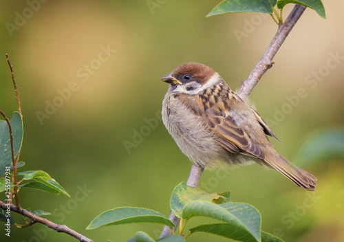 Tree sparrow bird on a branch photo