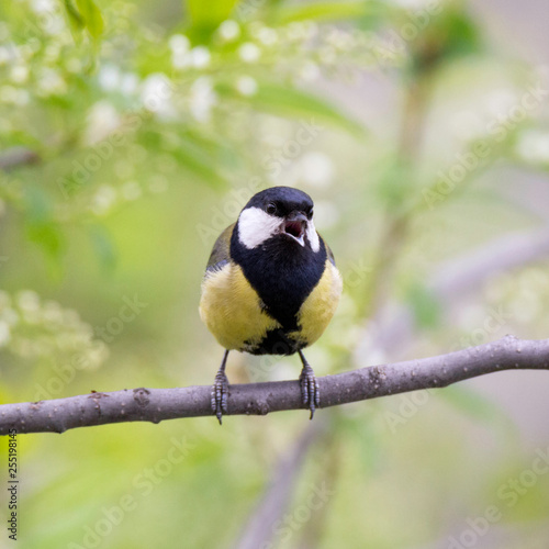 Bird great tit sing on a branch