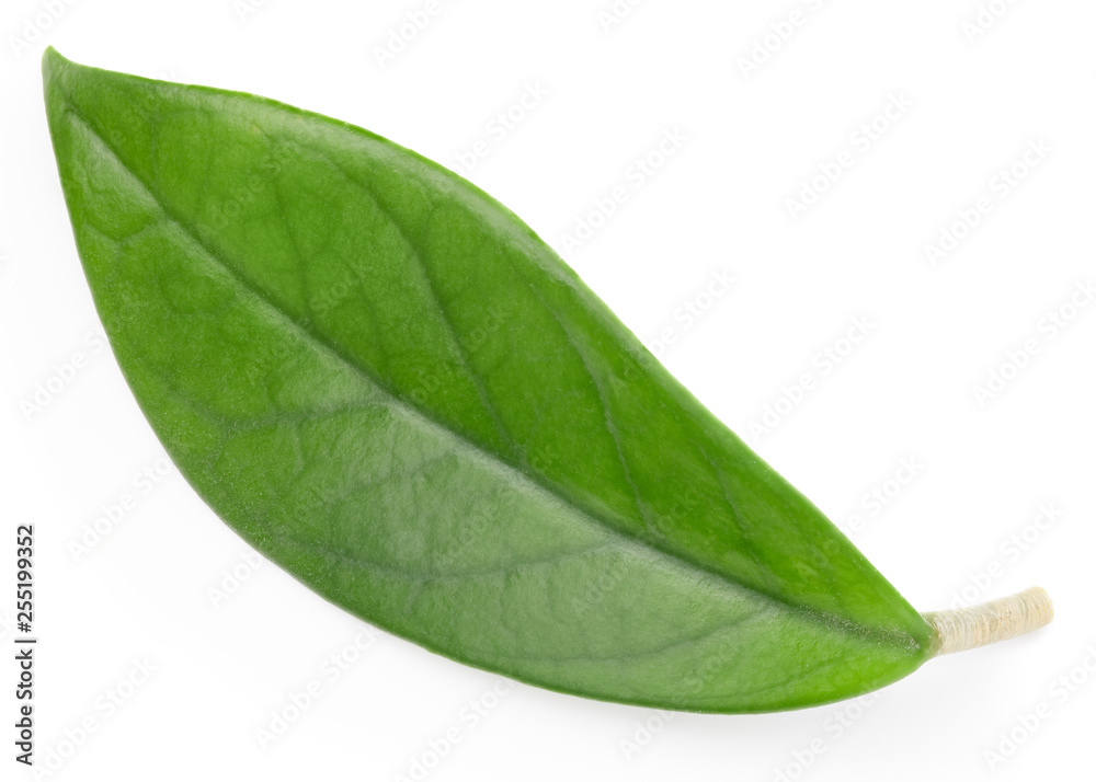Fototapeta premium Mango leaves isolated on white