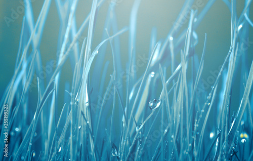 Grass with water drops. Soft focus nature background.