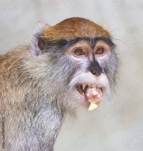 Photography patas monkey is eating banana