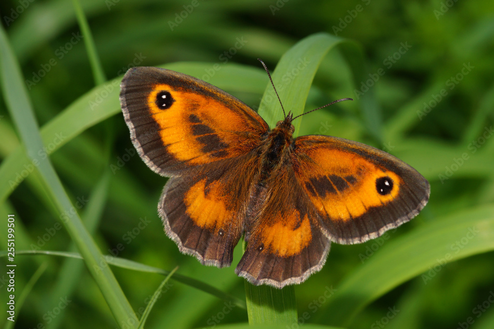 Pyronia tithonus (LINNAEUS, 1767) Rotbraunes Ochsenauge, Männchen DE, RLP, Enkirch, Mosel 16.07.2016 Pyronia tithonus (LINNAEUS, 1767) Rotbraunes Ochsenauge, Männchen DE, RLP, Enkirch, Mosel 16.07.2016