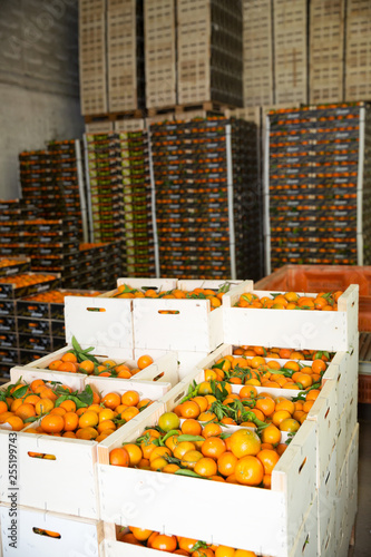 Interior of citrus fruits warehouse with boxes