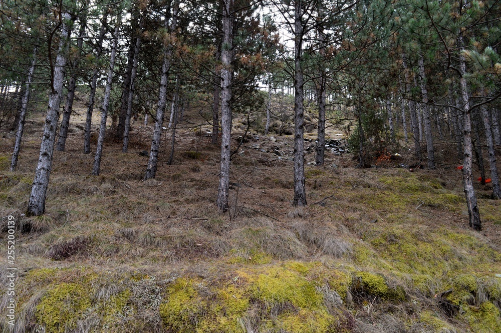 Obraz premium forest in autumn