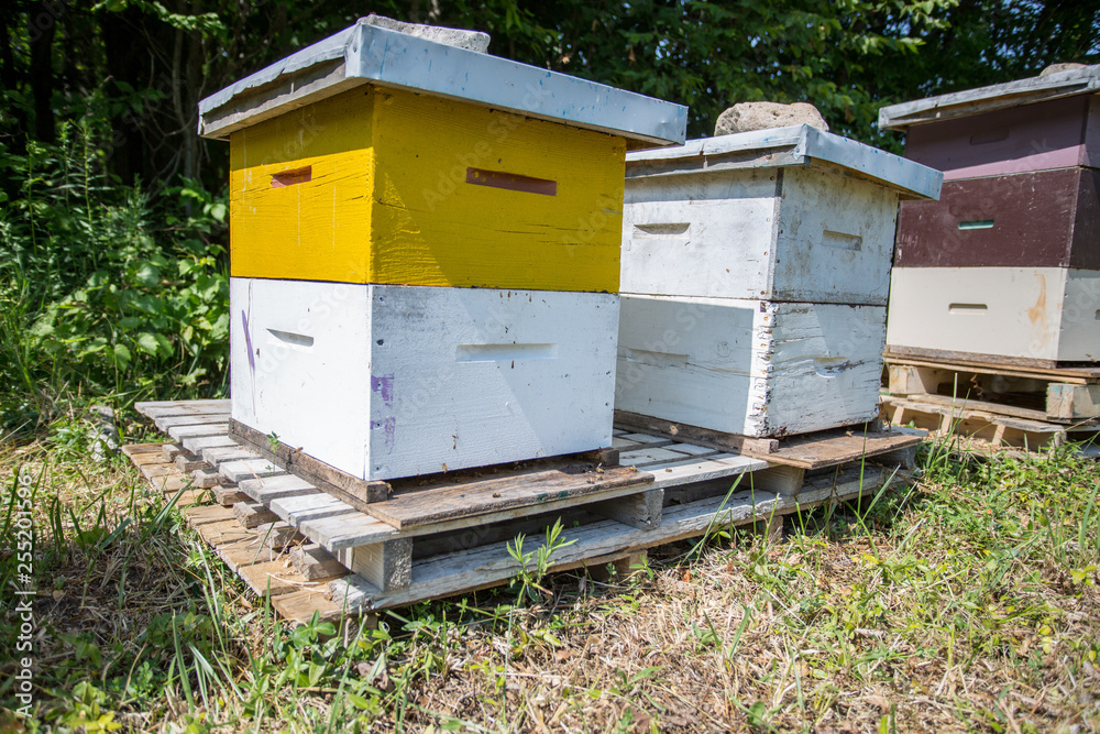 bees in a beehive bees in a beehive