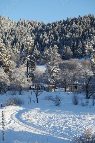 Winter snow landscape with conifers pine tree. © Liliia