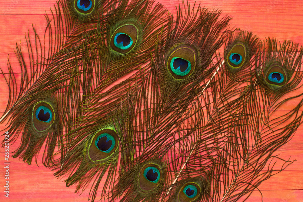 Obraz premium peacock feathers lay on pink wood