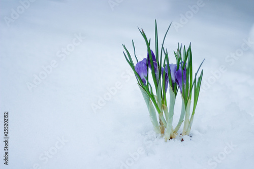 delicate spring flowers make their way from under the snow in winter.