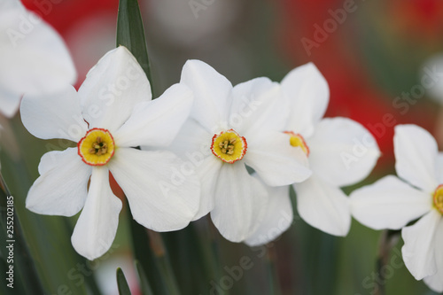 Blossoming spring narcissus flowern. Bluring soft focus nature background. photo