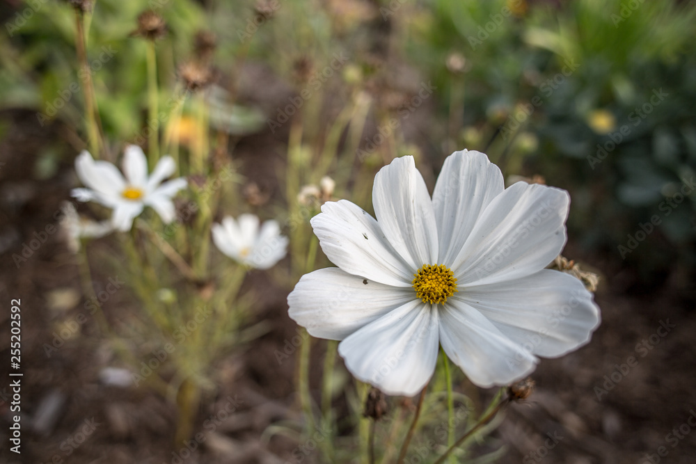 White Flower White Flower