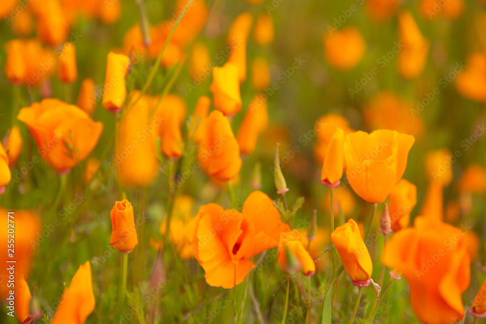 Golden poppies fields in Walker Canyon Lake Elsinore spring 2019 Golden poppies fields in Walker Canyon Lake Elsinore spring 2019