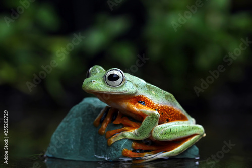 Green tree frog, Flying frog