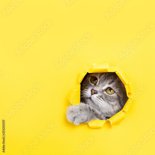 Obraz na plátně The cat is looking through a torn hole in yellow paper