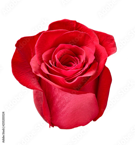 flower rose petal blossom red nature beautiful background