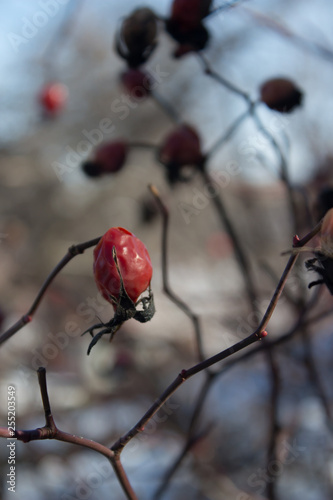 the red fruit of the wild rose on the branch