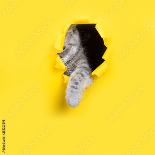 Fototapeta Naklejka Na Ścianę i Meble -  The cat is looking through a torn hole in yellow paper. Playful mood kitty. Unusual concept, copy space.