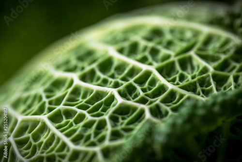 Foglia di verza in luce dettaglio