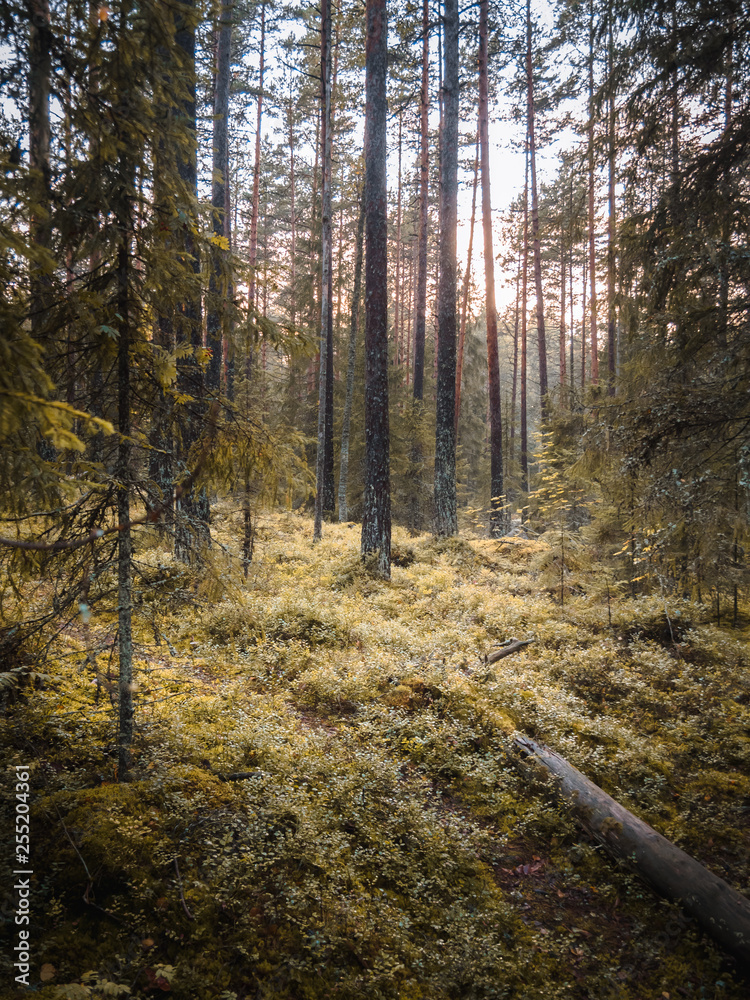 Obraz premium Sunset forest
